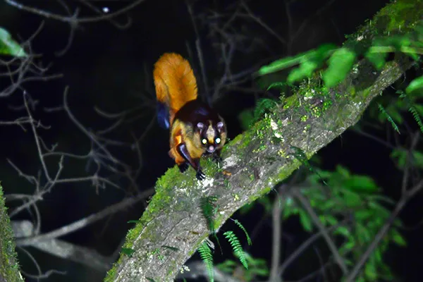 Seasonal Birding in Bhutan - What to Expect